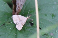 Phalaenostola metonalis