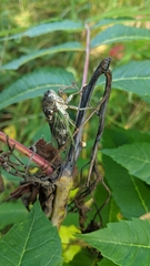 Neotibicen canicularis