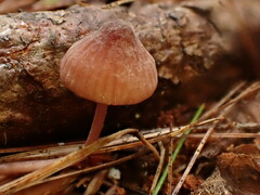 Mycena haematopus