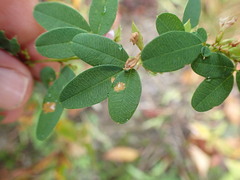Lespedeza