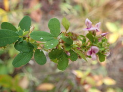 Lespedeza