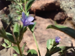 Trichostema brachiatum