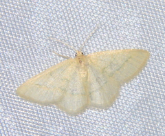 Chlorochlamys triangularis