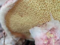 Suillus spraguei