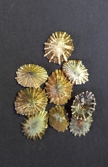 Siphonaria denticulata