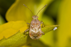 Heteroptera