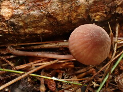 Mycena haematopus