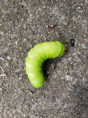 Antheraea polyphemus