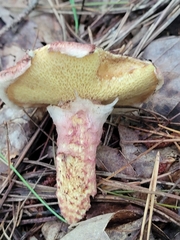 Suillus spraguei