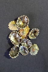 Siphonaria denticulata