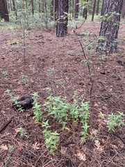 Monarda fistulosa
