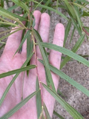 Salix interior