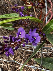 Hardenbergia violacea