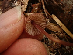 Mycena haematopus
