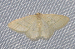 Chlorochlamys triangularis