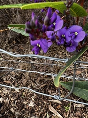 Hardenbergia violacea