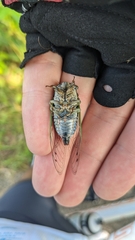 Neotibicen canicularis