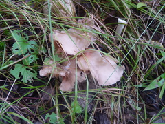 Entolomataceae