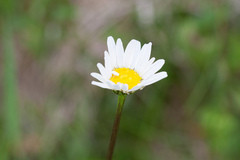 Leucanthemum