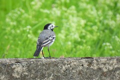 Motacilla alba alba