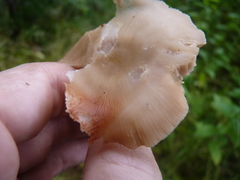 Entolomataceae
