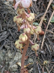 Pyrola aphylla