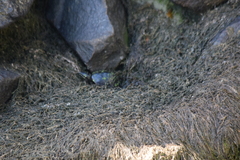 Sternotherus odoratus