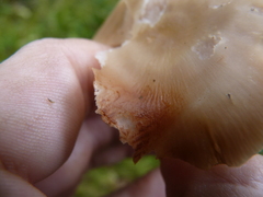 Entolomataceae