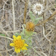 Heterotheca