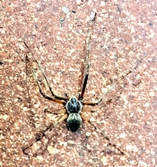 Larinioides sclopetarius