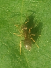 Lasius