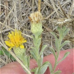 Heterotheca