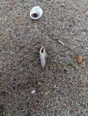Cerithiidae