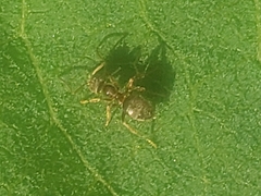 Lasius