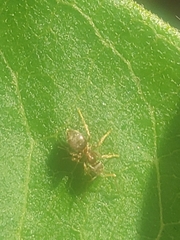 Lasius
