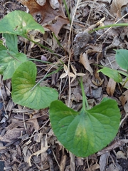 Viola sororia