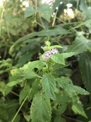 Mentha canadensis