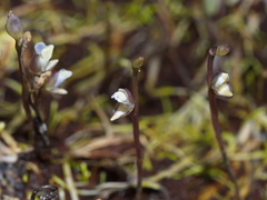 Utricularia uliginosa
