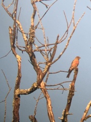 Piranga rubra