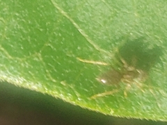 Lasius