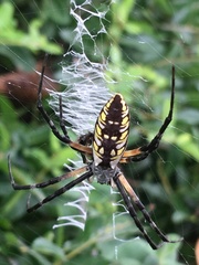 Argiope aurantia