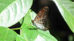 Adelpha levona