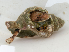 Myoxocephalus octodecemspinosus