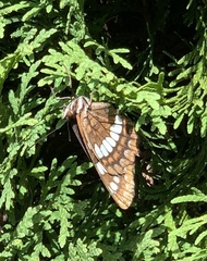 Limenitis lorquini