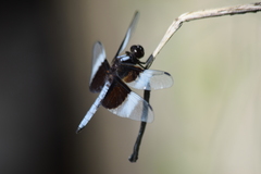 Libellula luctuosa