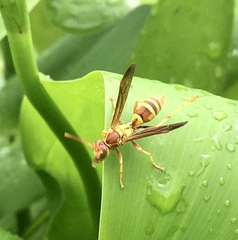 Polistes exclamans