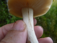 Agaricales