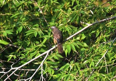 Saltator grandis
