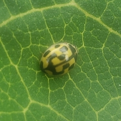 Propylea quatuordecimpunctata