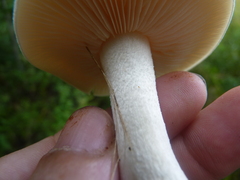Agaricales